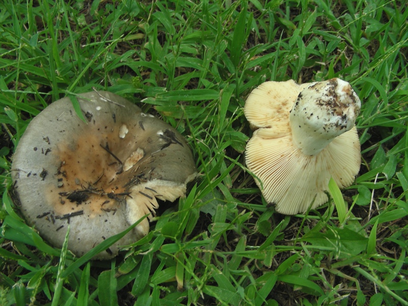 Russula ochrospora